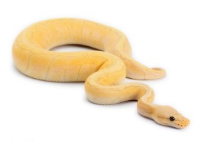 Python regius, banana lemon blast